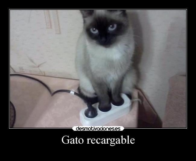 Gato recargable - 