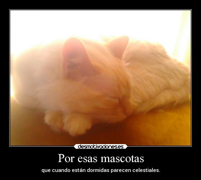 Por esas mascotas - que cuando están dormidas parecen celestiales.