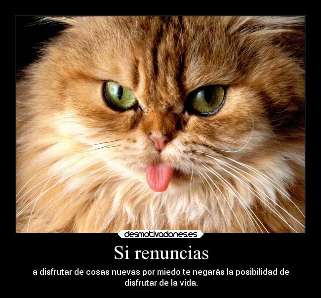 carteles gatos gatito moruno hermoso desmotivaciones