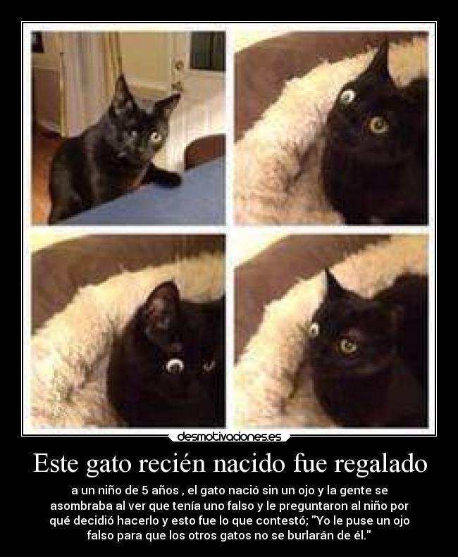 Este gato recién nacido fue regalado - 