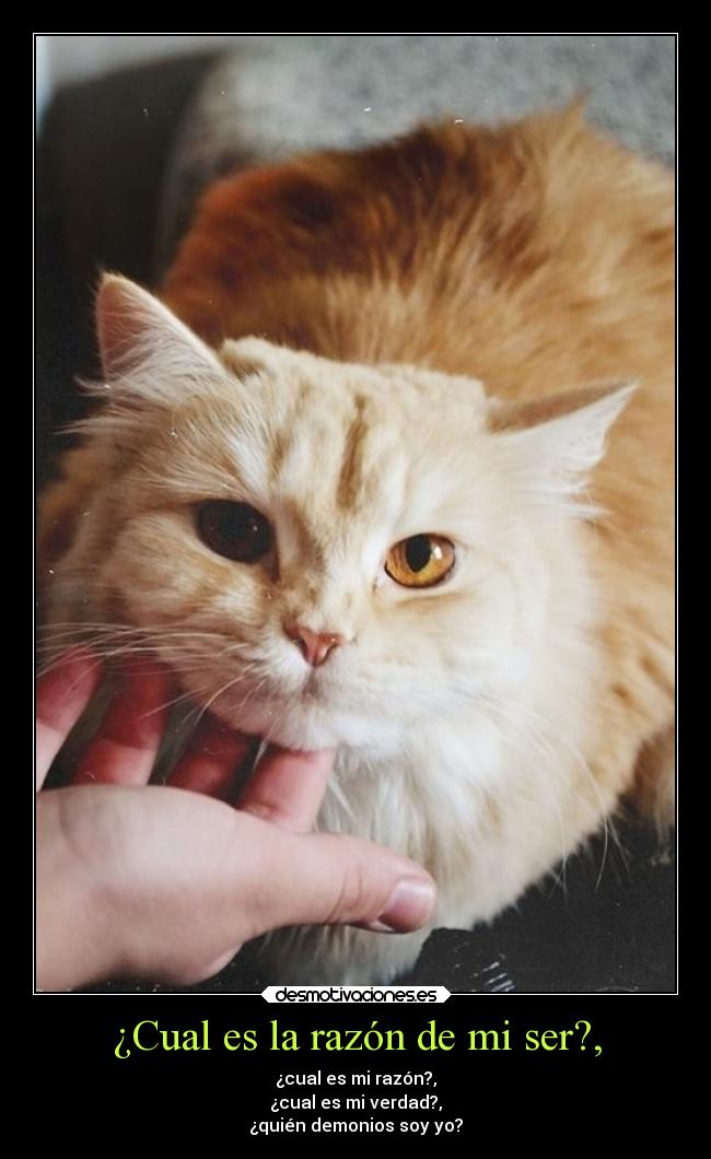 ¿Cual es la razón de mi ser?, -