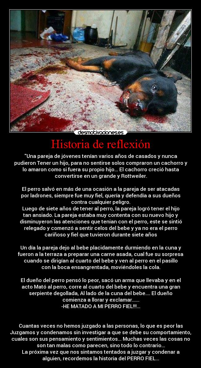 Historia de reflexión - Una pareja de jóvenes tenían varios años de casados y nunca
pudieron Tener un hijo, para no sentirse solos compraron un cachorro y
lo amaron como si fuera su propio hijo... El cachorro creció hasta
convertirse en un grande y Rottweiler.
El perro salvó en más de una ocasión a la pareja de ser atacadas
por ladrones, siempre fue muy fiel, quería y defendía a sus dueños
contra cualquier peligro.
Luego de siete años de tener al perro, la pareja logró tener el hijo
tan ansiado. La pareja estaba muy contenta con su nuevo hijo y
disminuyeron las atenciones que tenian con el perro, este se sintió
relegado y comenzó a sentir celos del bebe y ya no era el perro
cariñoso y fiel que tuvieron durante siete años
Un día la pareja dejo al bebe placidamente durmiendo en la cuna y
fueron a la terraza a preparar una carne asada, cual fue su sorpresa
cuando se dirigían al cuarto del bebe y ven al perro en el pasillo
con la boca ensangrentada, moviéndoles la cola.
El dueño del perro pensó lo peor, sacó un arma que llevaba y en el
acto Mató al perro, corre al cuarto del bebe y encuentra una gran
serpiente degollada, Al lado de la cuna del bebe.... El dueño
comienza a llorar y exclamar......
-HE MATADO A MI PERRO FIEL!!!...
Cuantas veces no hemos juzgado a las personas, lo que es peor las
Juzgamos y condenamos sin investigar a que se debe su comportamiento,
cuales son sus pensamiento y sentimientos... Muchas veces las cosas no
son tan malas como parecen, sino todo lo contrario...
La próxima vez que nos sintamos tentados a juzgar y condenar a
alguien, recordemos la historia del PERRO FIEL...
