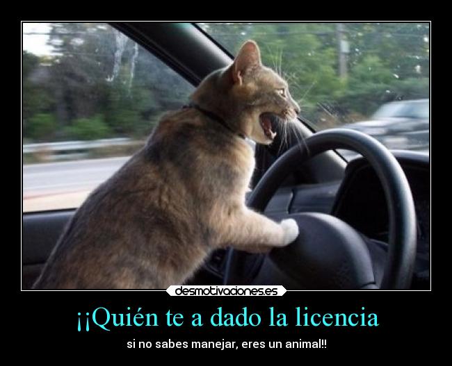 ¡¡Quién te a dado la licencia - si no sabes manejar, eres un animal!!