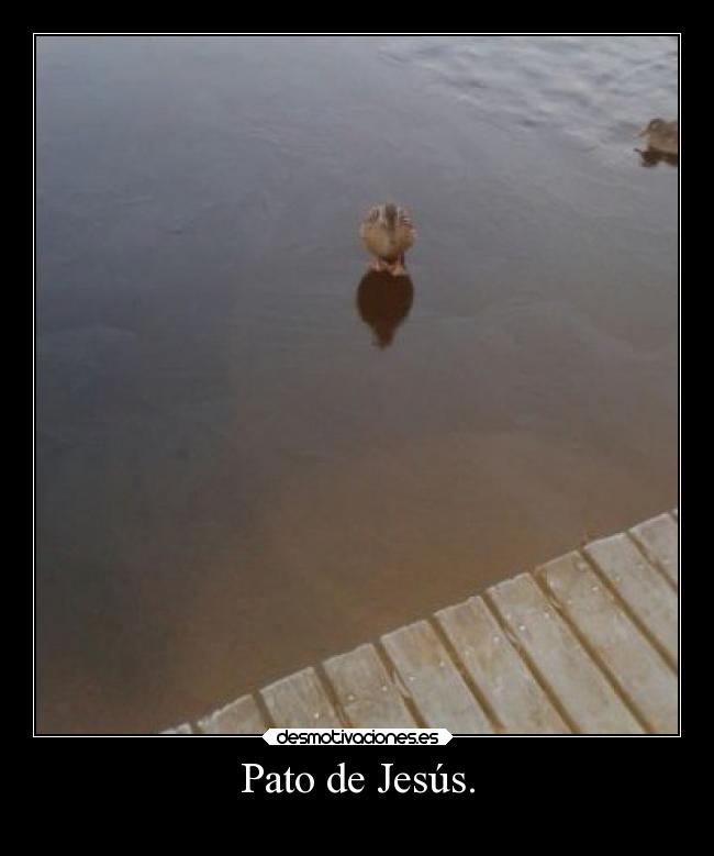 Pato de Jesús. - 