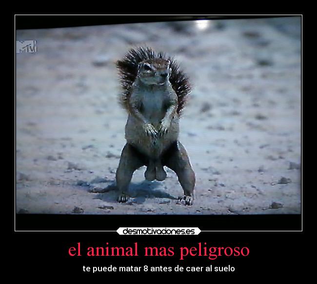 el animal mas peligroso - te puede matar 8 antes de caer al suelo