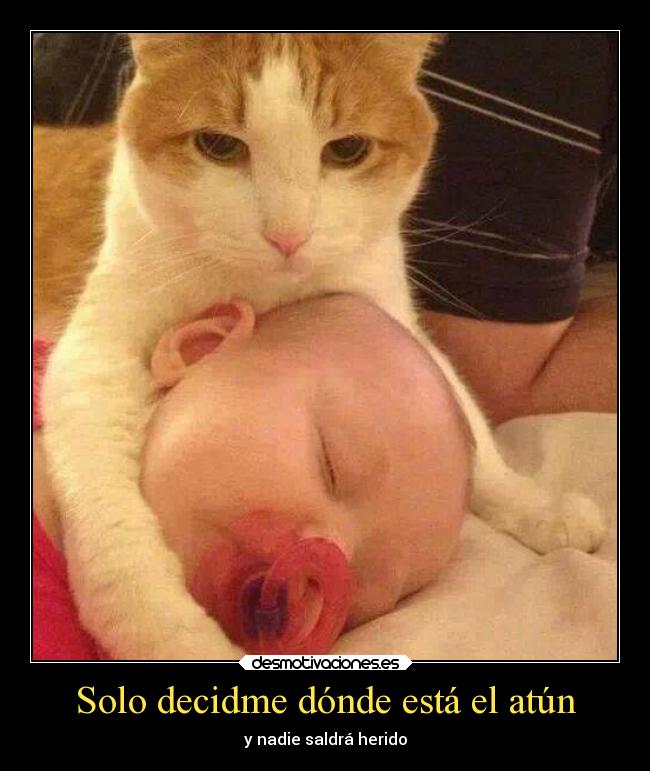 carteles humor gatos ninos atun fuente therealpussydestroyer desmotivaciones