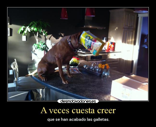 carteles humor perros desmotivaciones