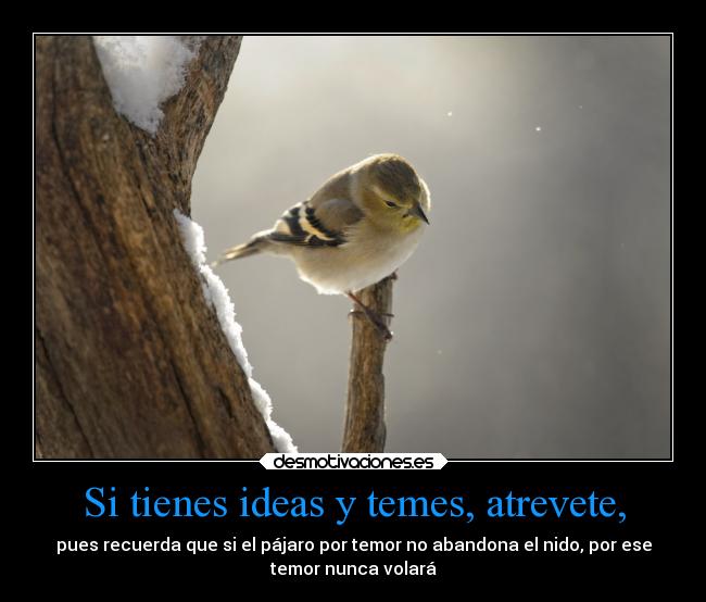 Si tienes ideas y temes, atrevete, - pues recuerda que si el pájaro por temor no abandona el nido, por ese
temor nunca volará