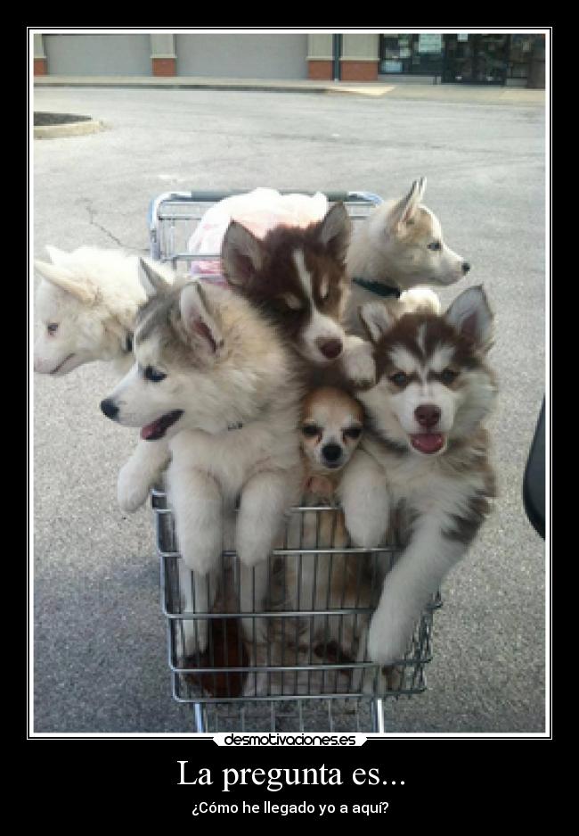 carteles lol desmotivaciones