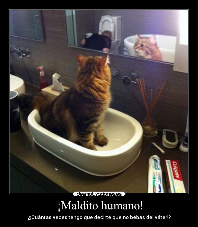 ¡Maldito humano! - 
