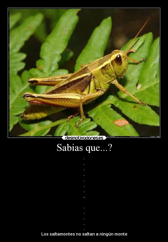 Sabias que...? - 