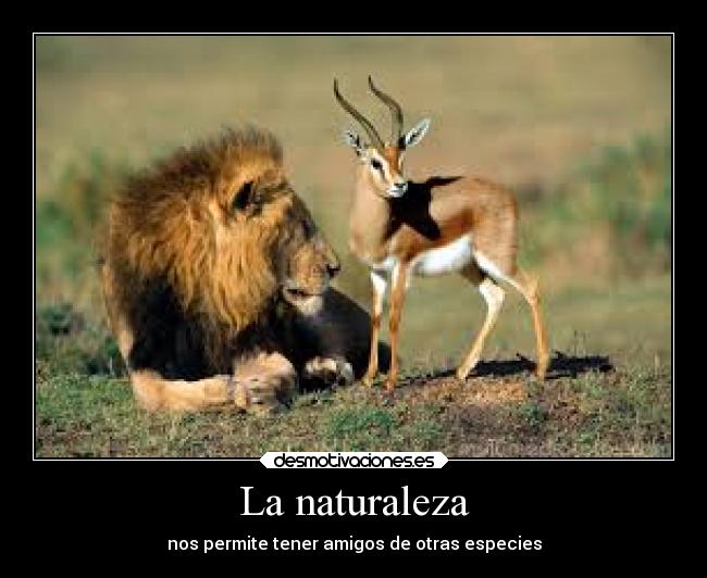 carteles naturaleza amigos amistad animales gacela leon sabana desmotivaciones