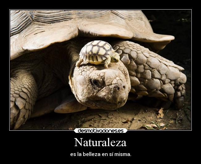 carteles naturaleza animales tortuu desmotivaciones