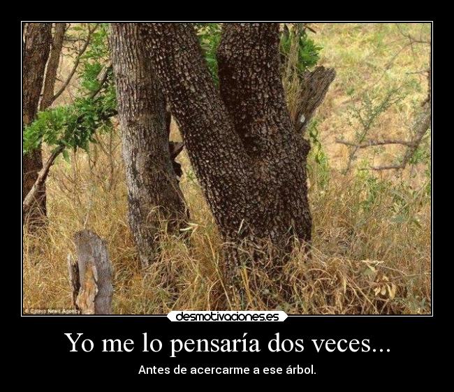 Yo me lo pensaría dos veces... - Antes de acercarme a ese árbol.