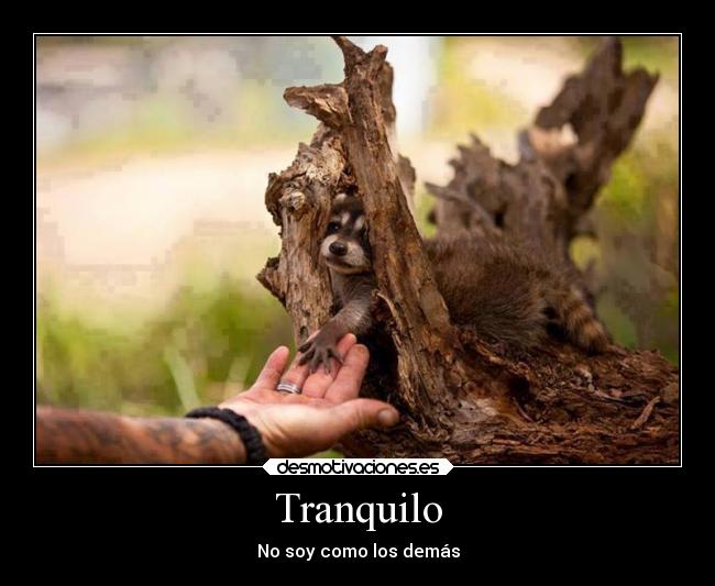 Tranquilo - 