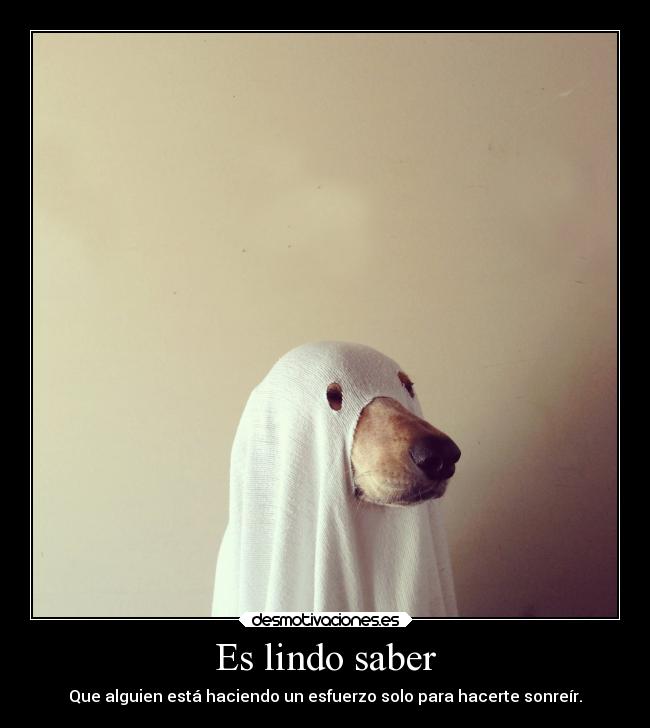 carteles perrito fantasma jajaj desmotivaciones