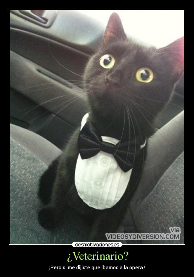 carteles promesas humor graciosas gatosalegria desmotivaciones