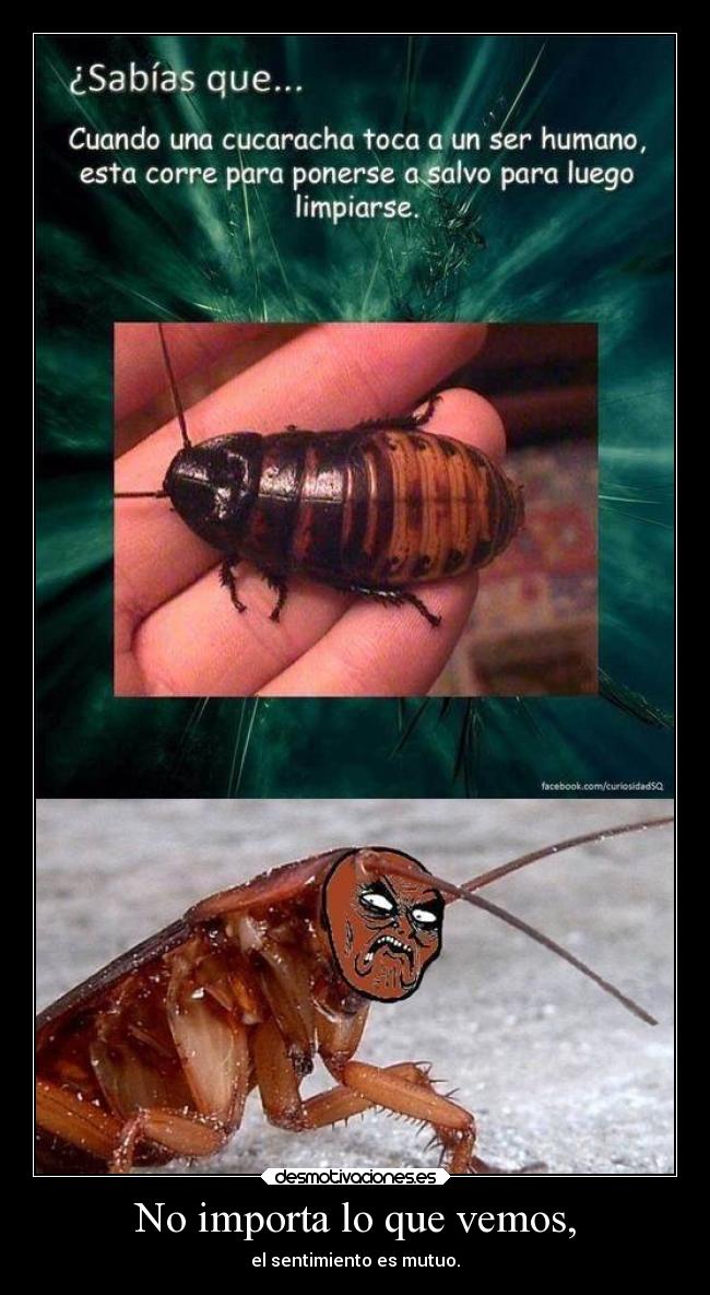 No importa lo que vemos, - el sentimiento es mutuo.