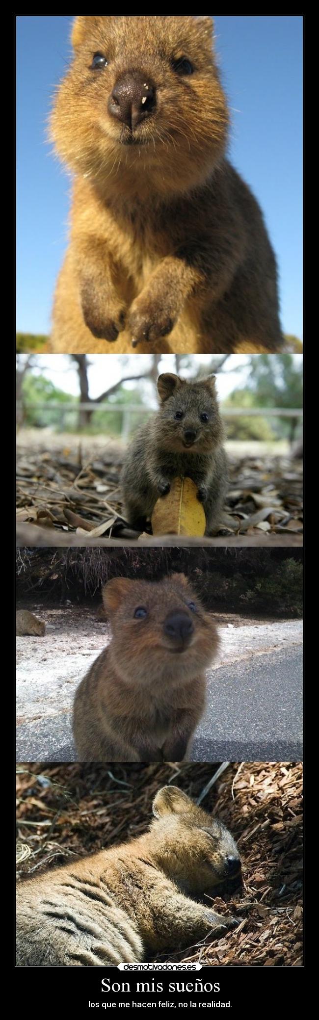 carteles suenos desmotivaciones