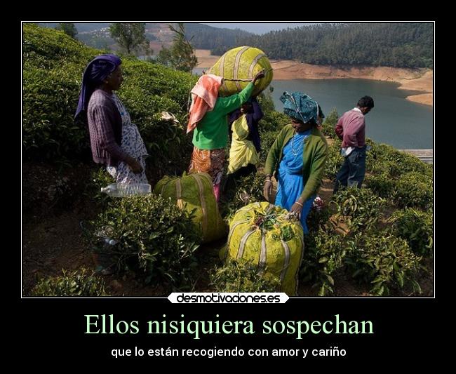 Ellos nisiquiera sospechan - que lo están recogiendo con amor y cariño