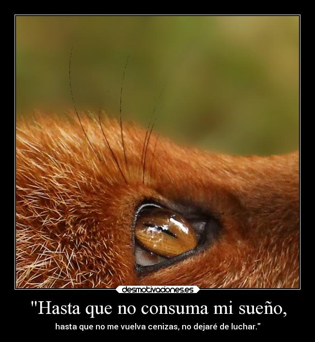 Hasta que no consuma mi sueño, -