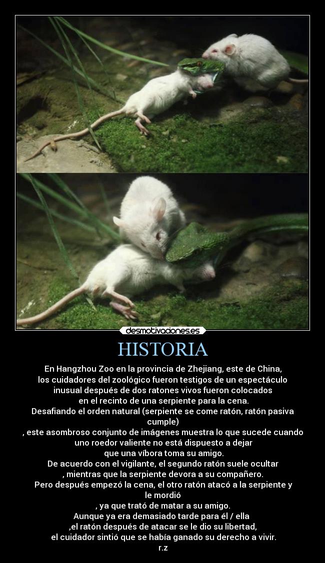 HISTORIA - En Hangzhou Zoo en la provincia de Zhejiang, este de China,
 los cuidadores del zoológico fueron testigos de un espectáculo 
inusual después de dos ratones vivos fueron colocados
 en el recinto de una serpiente para la cena.
Desafiando el orden natural (serpiente se come ratón, ratón pasiva
cumple)
, este asombroso conjunto de imágenes muestra lo que sucede cuando
 uno roedor valiente no está dispuesto a dejar
 que una víbora toma su amigo.
De acuerdo con el vigilante, el segundo ratón suele ocultar
, mientras que la serpiente devora a su compañero.
 Pero después empezó la cena, el otro ratón atacó a la serpiente y
le mordió
, ya que trató de matar a su amigo.
Aunque ya era demasiado tarde para él / ella 
,el ratón después de atacar se le dio su libertad,
 el cuidador sintió que se había ganado su derecho a vivir.
r.z