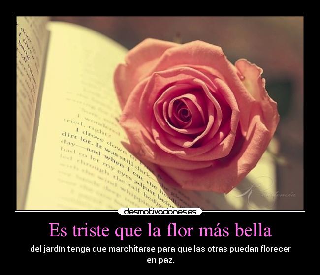 carteles vida desmotivaciones sebastian656 madebysebas envidia people throw rocks tto things that shine desmotivaciones