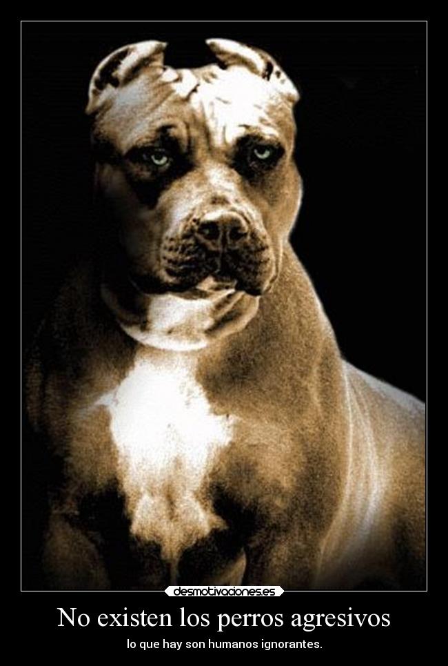 No existen los perros agresivos - 
