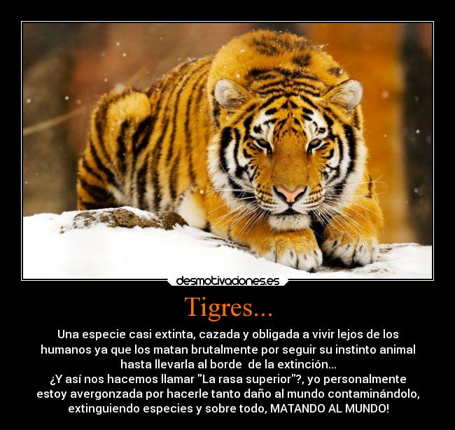Tigres... - Una especie casi extinta, cazada y obligada a vivir lejos de los
humanos ya que los matan brutalmente por seguir su instinto animal
hasta llevarla al borde de la extinción...
¿Y así nos hacemos llamar La rasa superior?, yo personalmente
estoy avergonzada por hacerle tanto daño al mundo contaminándolo,
extinguiendo especies y sobre todo, MATANDO AL MUNDO!