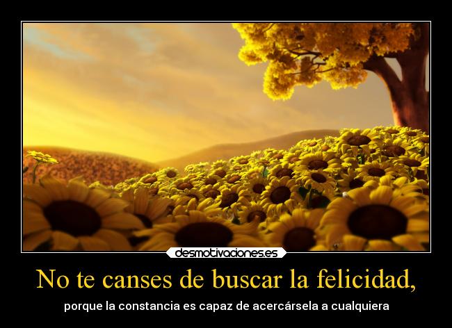 No te canses de buscar la felicidad, - porque la constancia es capaz de acercársela a cualquiera