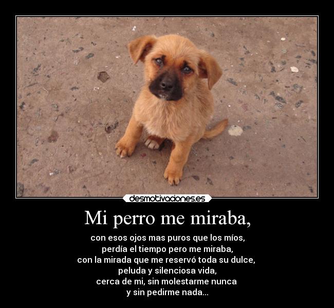 Mi perro me miraba, - con esos ojos mas puros que los míos,
perdía el tiempo pero me miraba,
con la mirada que me reservó toda su dulce,
peluda y silenciosa vida,
cerca de mi, sin molestarme nunca
y sin pedirme nada...