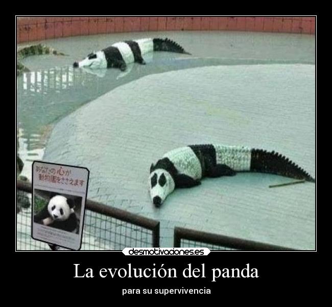 La evolución del panda -