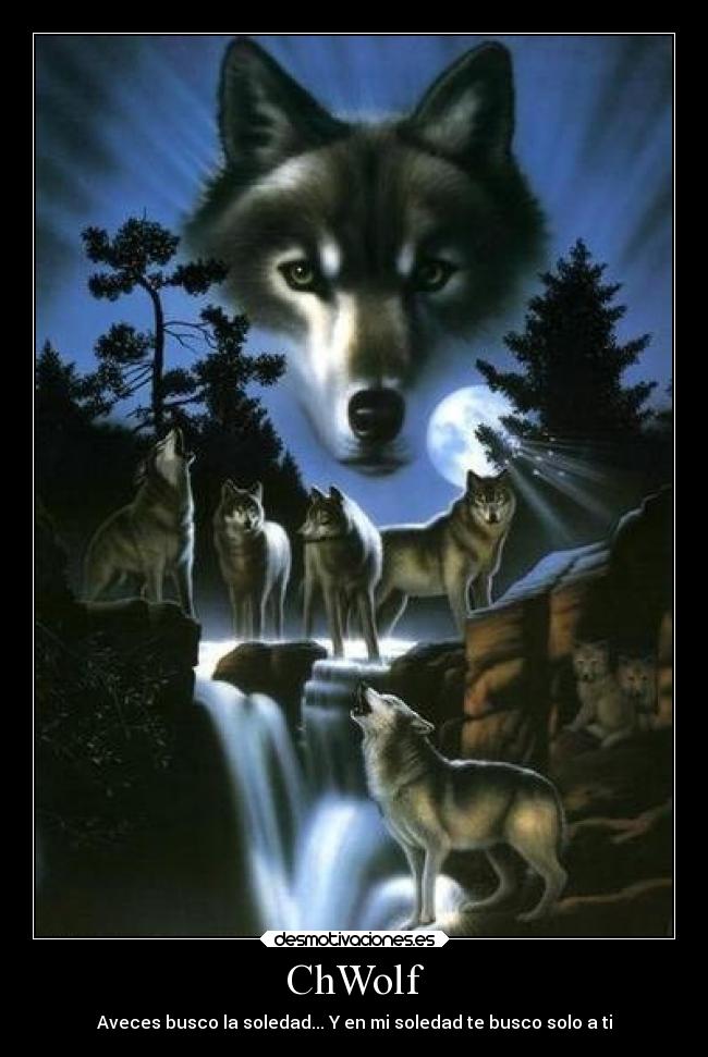ChWolf - Aveces busco la soledad... Y en mi soledad te busco solo a ti