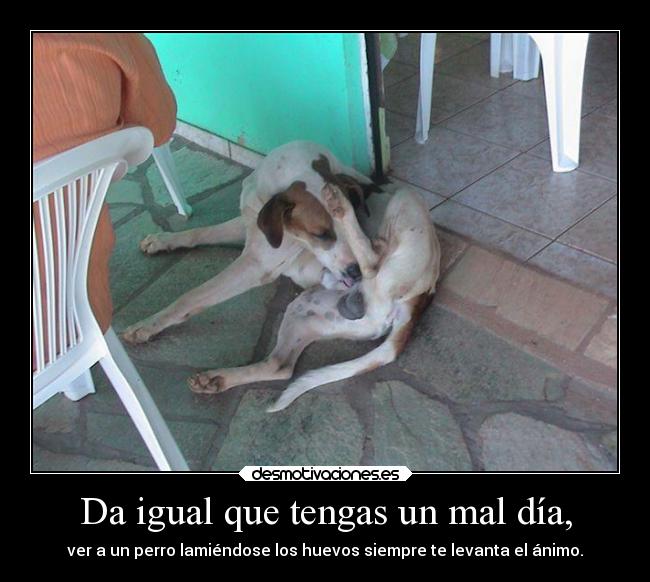 Da igual que tengas un mal día, - ver a un perro lamiéndose los huevos siempre te levanta el ánimo.