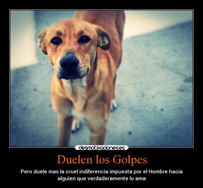 Duelen los Golpes - Pero duele mas la cruel indiferencia impuesta por el Hombre hacia
alguien que verdaderamente lo ama