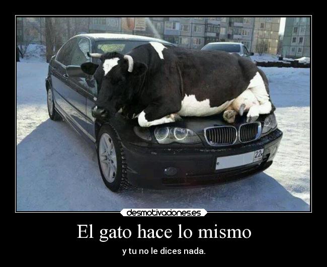 el-gato-hace-lo-mismo-carteles-vaca-gato-desmotivaciones.jpg