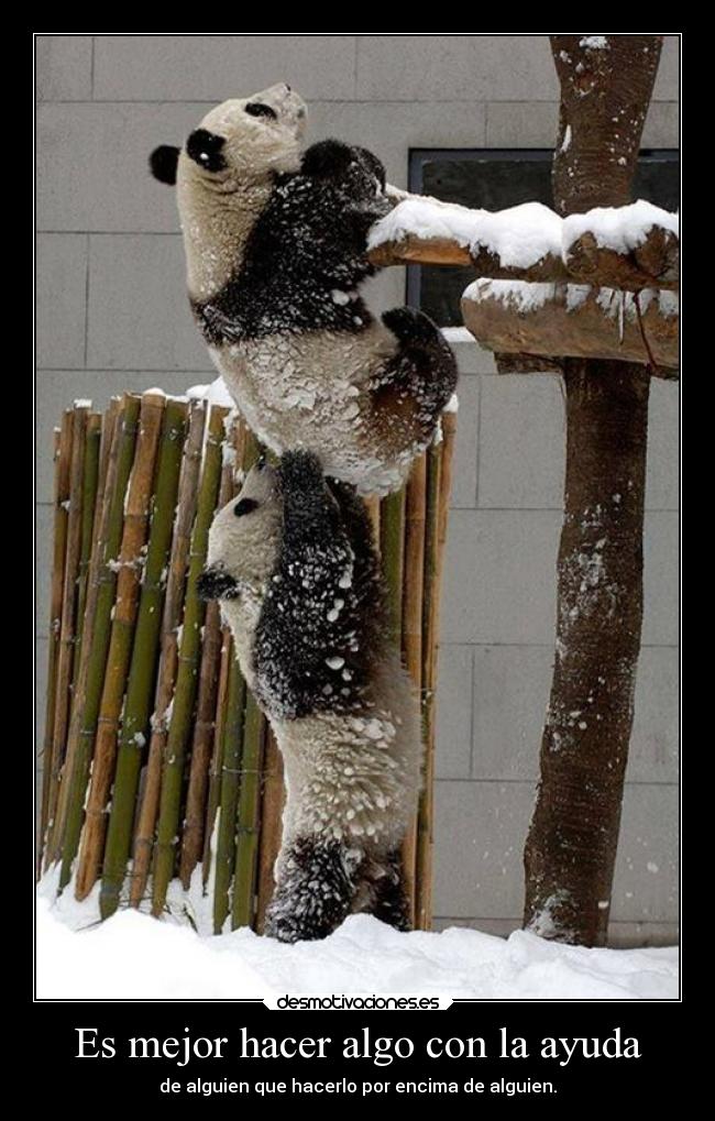carteles ayuda desmotivaciones los pandas dominaran mundo desmotivaciones