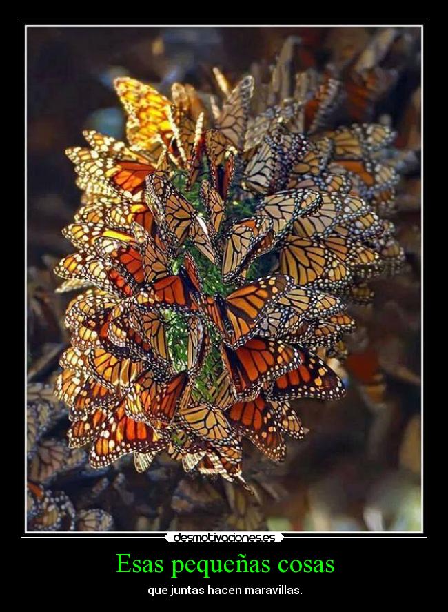 carteles mariposas monarcas pequenas maravillas desmotivaciones
