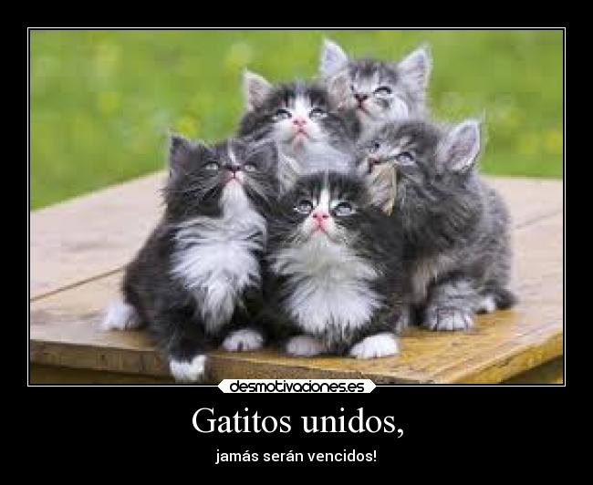 Gatitos unidos, -