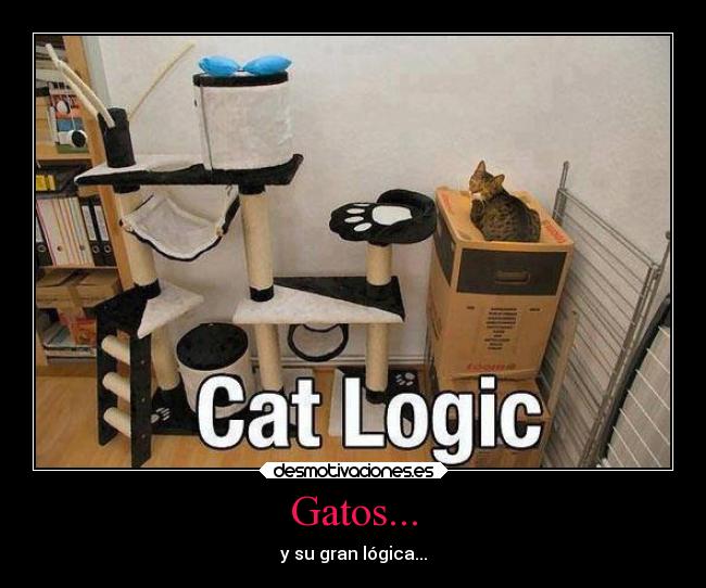 Gatos... - y su gran lógica...