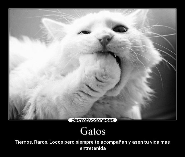 Gatos - 