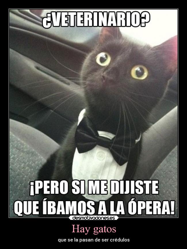 Hay gatos - que se la pasan de ser crédulos