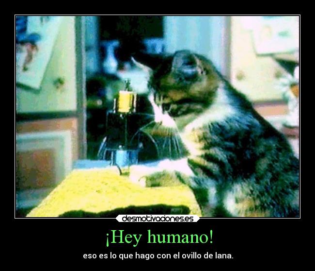 ¡Hey humano! - eso es lo que hago con el ovillo de lana.