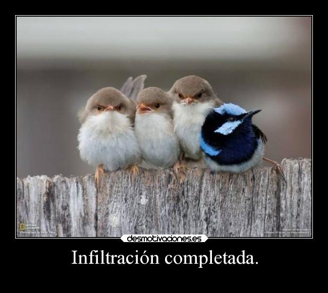 carteles theinmortals raptorhunters humor animales desmotivaciones