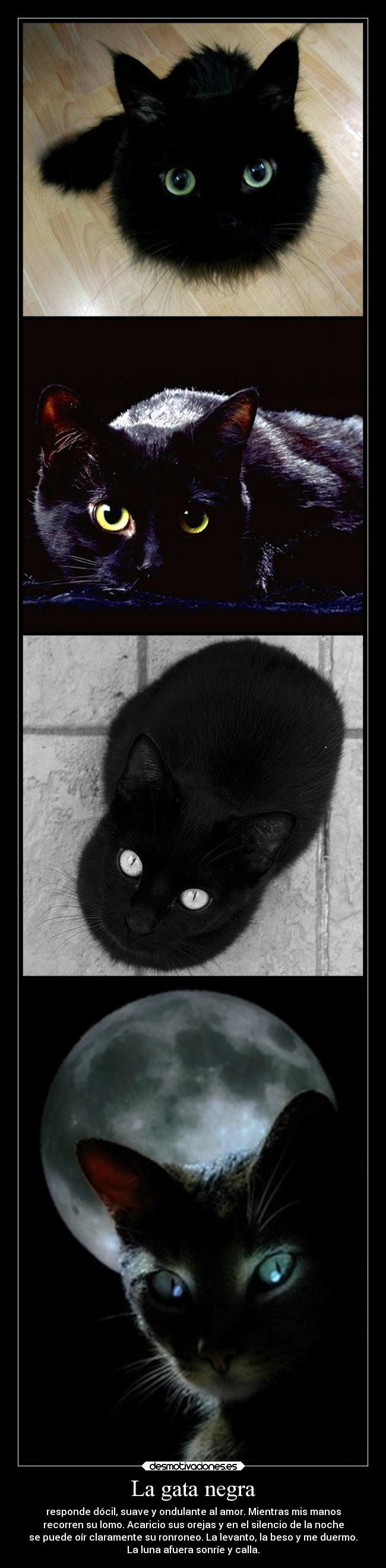 carteles amor animales gatossonrisa suenos gata negra fufina desmotivaciones