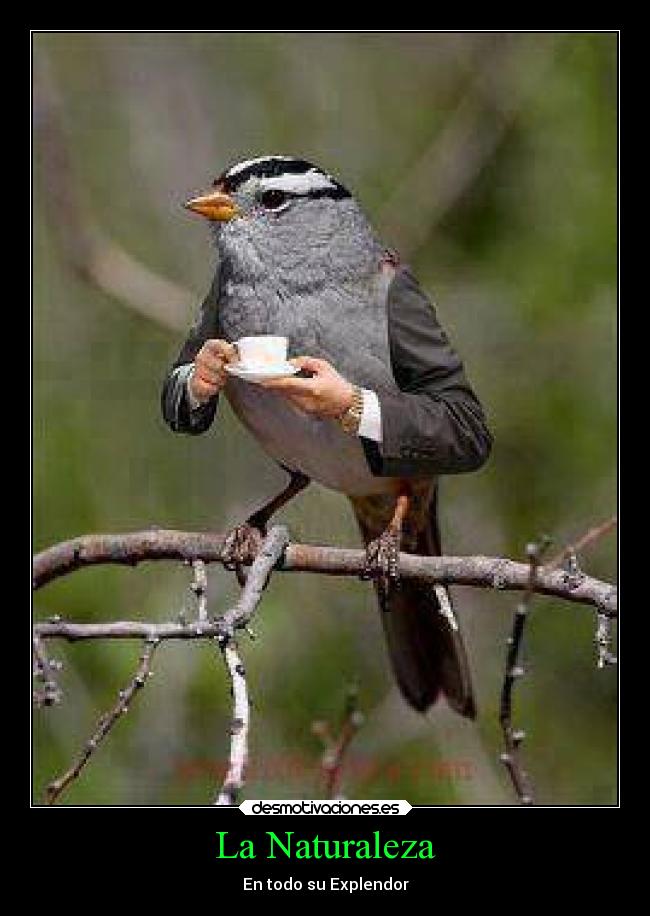 carteles naturaleza naturaleza desmotivaciones