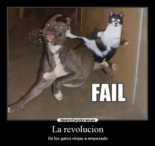 La revolucion - De los gatos ninjas a empezado