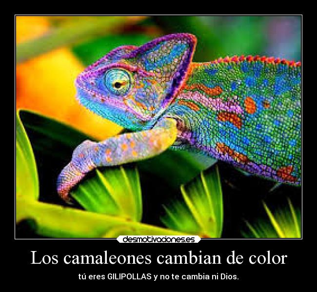 Los camaleones cambian de color - 