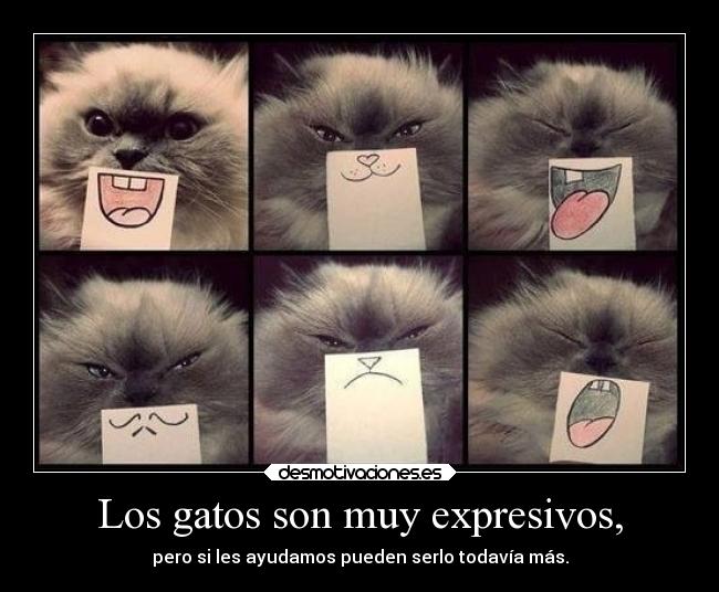 Los gatos son muy expresivos, - 