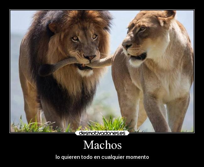 Machos - 